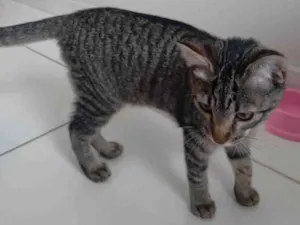 Gato raça SRD-ViraLata idade 2 a 6 meses nome Luna
