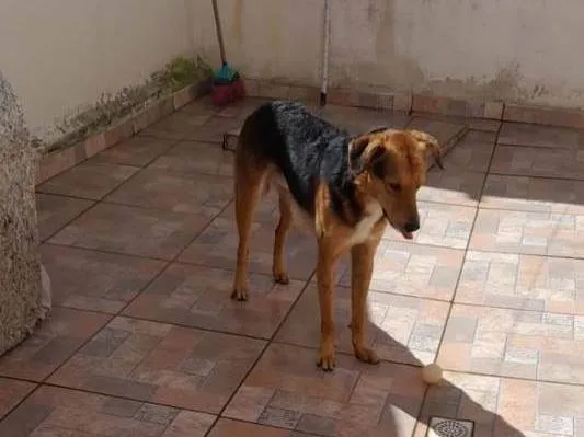 Cachorro ra a SRD-ViraLata idade 1 ano nome Lulu
