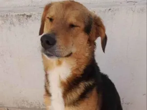 Cachorro raça SRD-ViraLata idade 1 ano nome Lulu