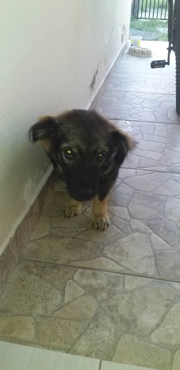 Cachorro ra a SRD-ViraLata idade 2 a 6 meses nome Bidu