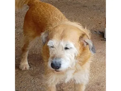 Cachorro raça SRD-ViraLata idade 6 ou mais anos nome Olívia Vencedora