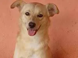 Cachorro raça SRD-ViraLata idade 2 anos nome Astor Pintura