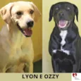 Lyon e Ozzy