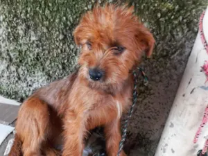Cachorro raça Chauchau com pudou idade 2 a 6 meses nome Belinha