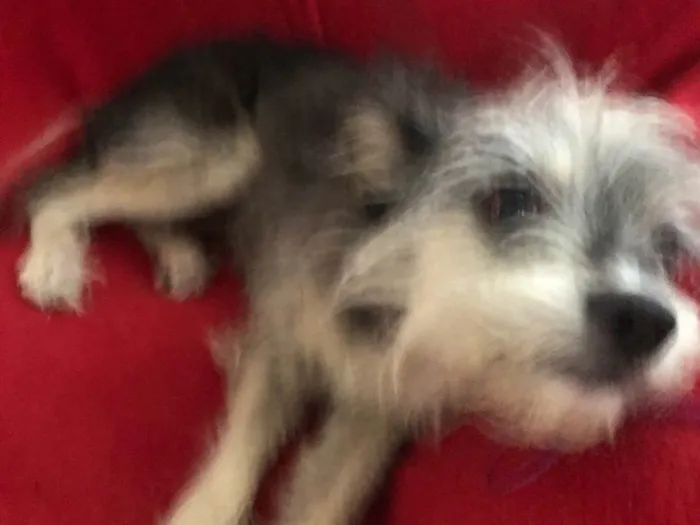 Cachorro ra a SRD-ViraLata idade 1 ano nome Pulguinha
