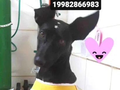 Cachorro raça SRD-ViraLata idade 7 a 11 meses nome Julinha