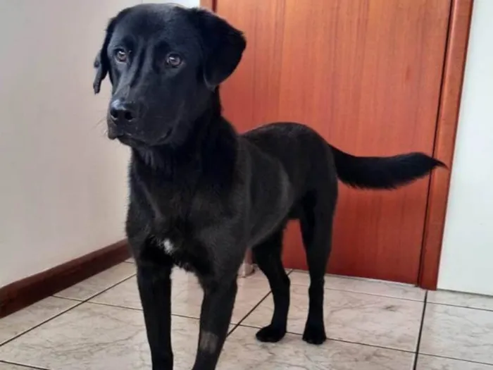 Cachorro ra a SRD-ViraLata idade 1 ano nome BARTOLOMEU