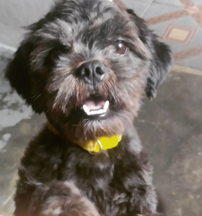 Cachorro ra a Lhasa Apso idade 1 ano nome Fred