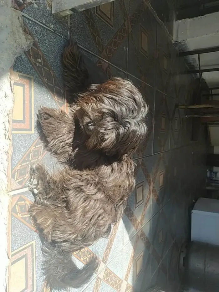 Cachorro ra a Lhasa Apso idade 1 ano nome Fred