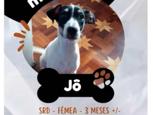 Cachorro raça SRD-ViraLata idade 2 a 6 meses nome Jô