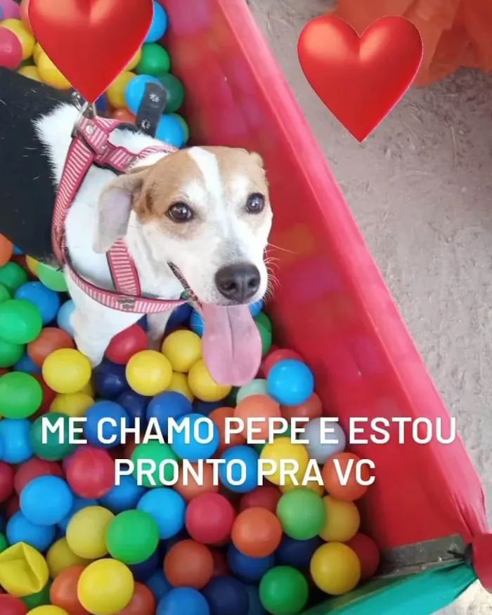 Cachorro ra a Srd idade 2 anos nome Pepe