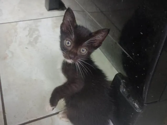 Gato ra a SRD-ViraLata idade Abaixo de 2 meses nome Gato filhote preto 