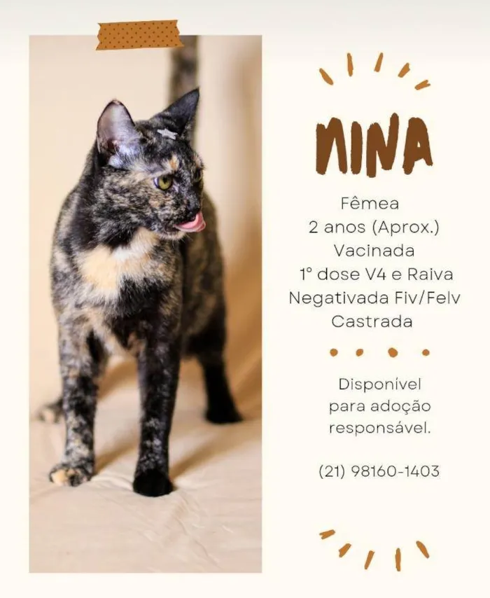 Gato ra a SRD-ViraLata idade 1 ano nome NINA