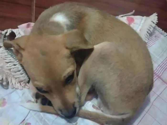 Cachorro ra a SRD-ViraLata idade Abaixo de 2 meses nome Tobi