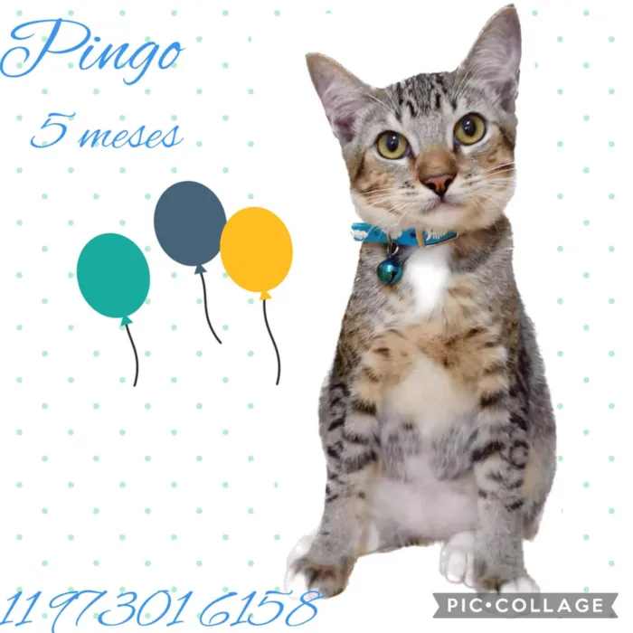 Gato ra a Srd idade 2 a 6 meses nome Pingo