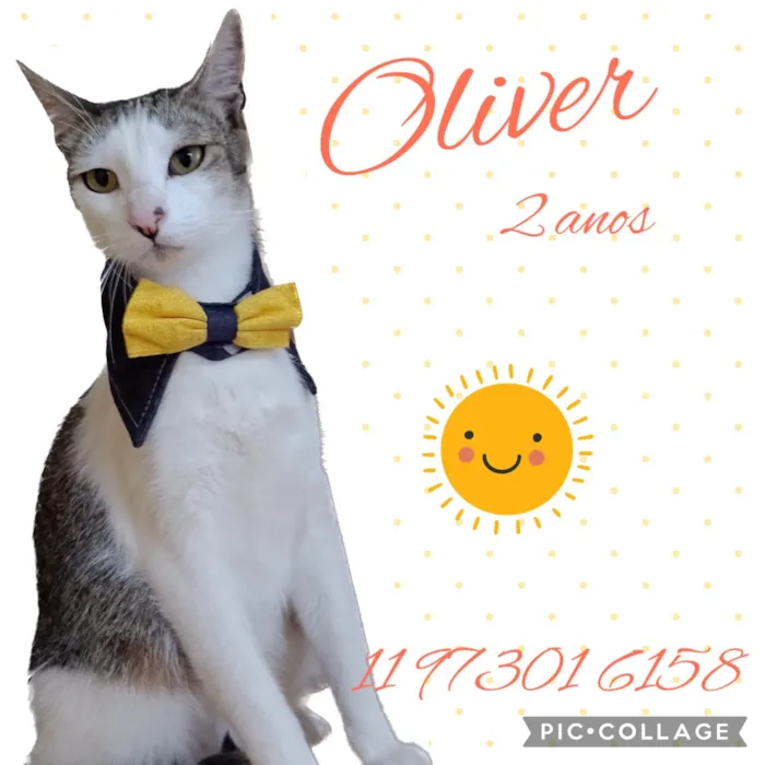 Gato ra a Srd idade 2 anos nome Oliver