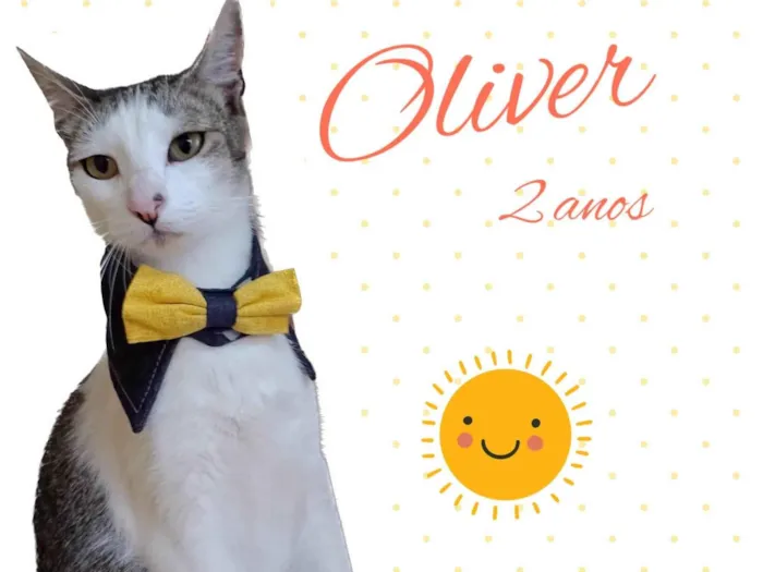 Gato ra a Srd idade 2 anos nome Oliver