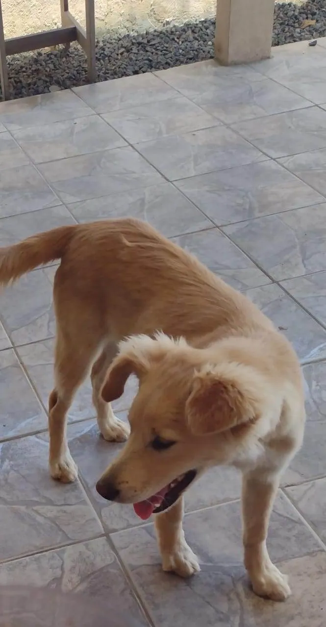 Cachorro ra a SRD-ViraLata idade 1 ano nome Luck