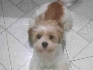 Cachorro raça Lhasa Apso idade 2 a 6 meses nome Luck