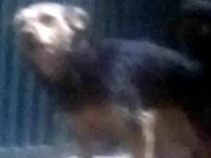 Cachorro raça SRD-ViraLata idade Abaixo de 2 meses nome Sem nomes