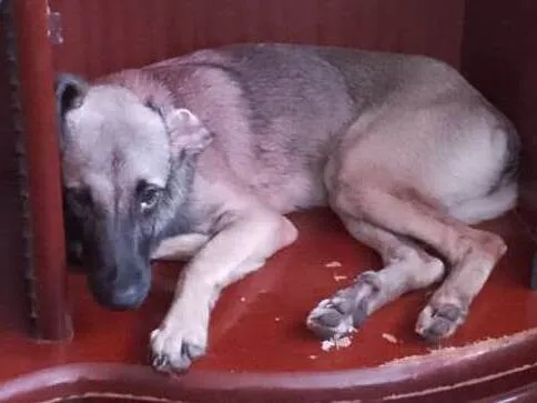 Cachorro ra a SRD-ViraLata idade 7 a 11 meses nome Flor 