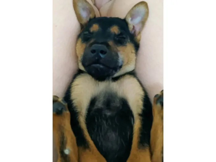 Cachorro ra a SRD-ViraLata idade 2 a 6 meses nome Otto
