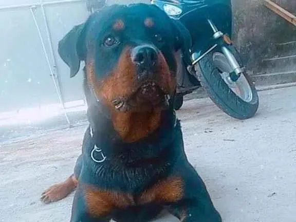 Cachorro ra a Rottweiler idade 4 anos nome Hulk