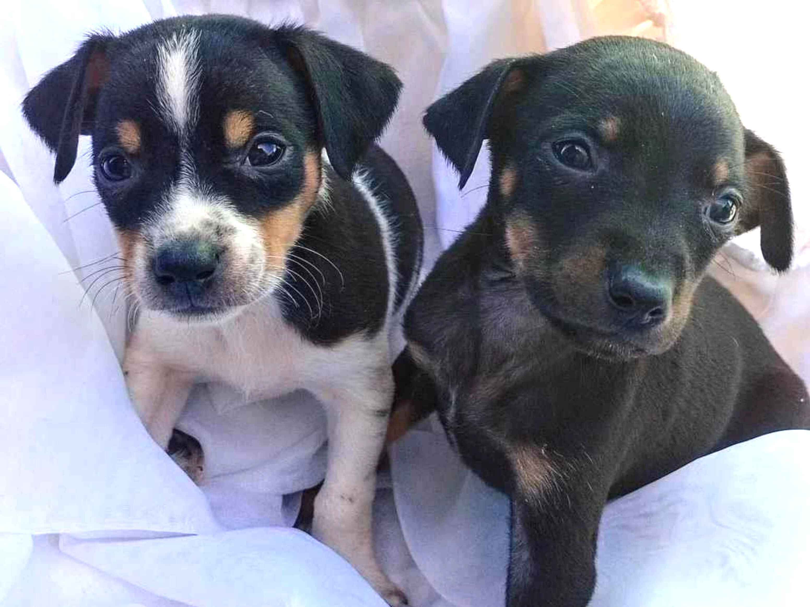 Cachorro M Ezinha E Filhos Para Doa O Srd Viralata Ambos