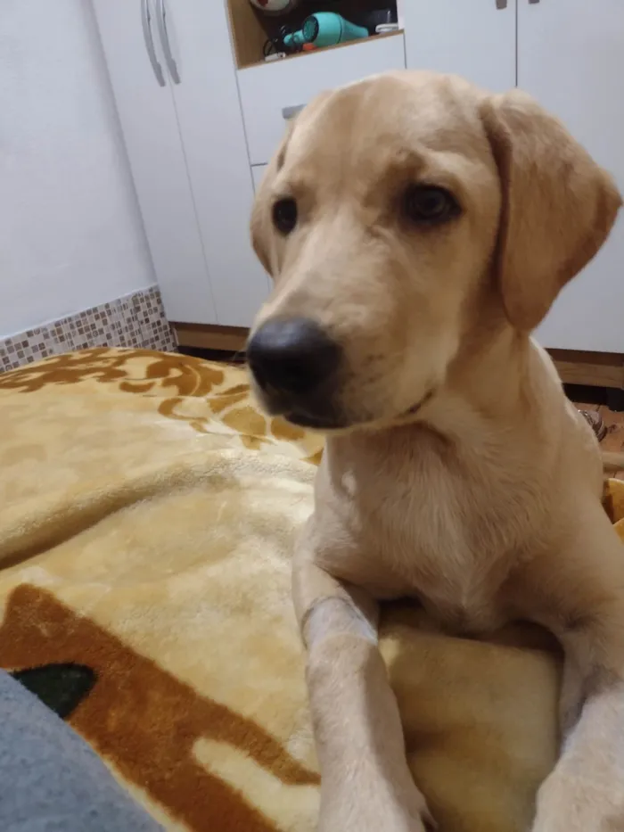 Cachorro ra a Labrador com pastor  idade 7 a 11 meses nome Pandora