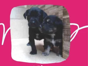 Cachorro raça SRD-ViraLata idade Abaixo de 2 meses nome lili, vandinha e preta