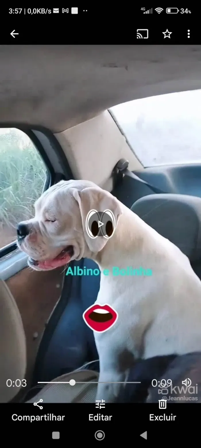 Cachorro ra a Boxer idade 2 anos nome Albino