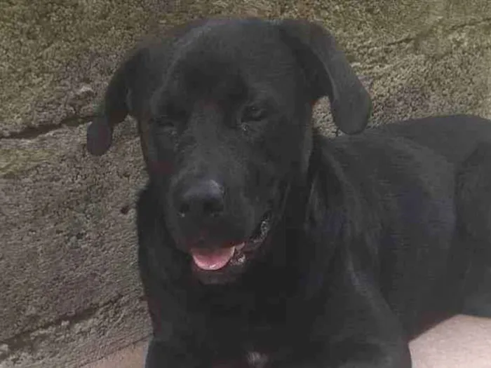 Cachorro ra a Rottweiler com labrador idade 2 anos nome Zumbi