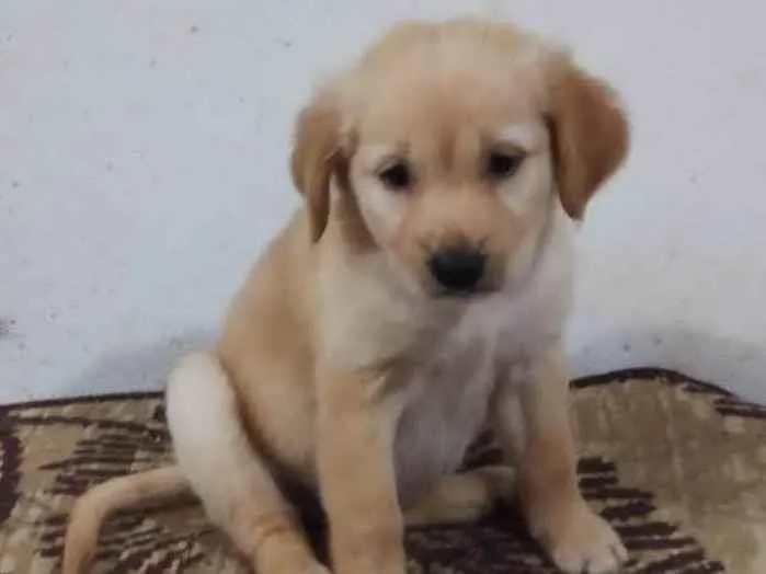 Cachorro ra a SRD-ViraLata idade 2 a 6 meses nome Florzinha 