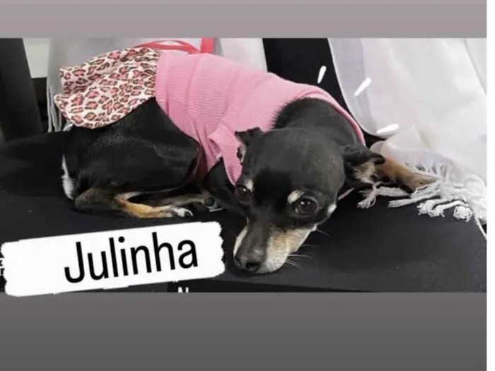 Cachorro ra a Pinscher idade 3 anos nome Júlia 