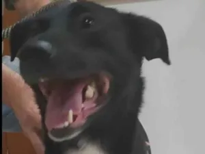 Cachorro raça SRD-ViraLata idade 1 ano nome Neguinho