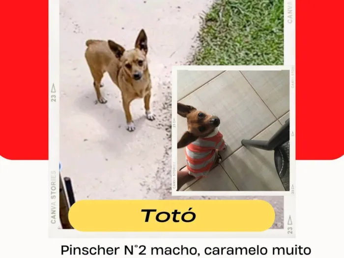 Cachorro ra a Pinscher  idade 3 anos nome Totó 