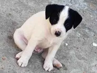 Cachorro ra a SRD-ViraLata idade Abaixo de 2 meses nome Zesinho