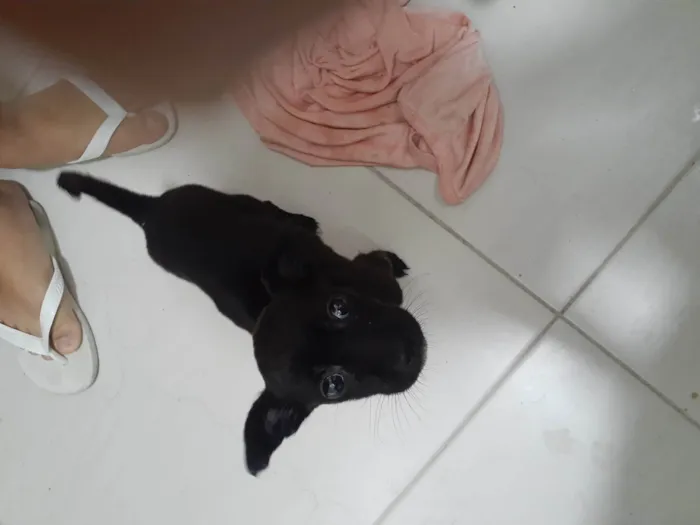 Cachorro ra a  idade Abaixo de 2 meses nome Luna