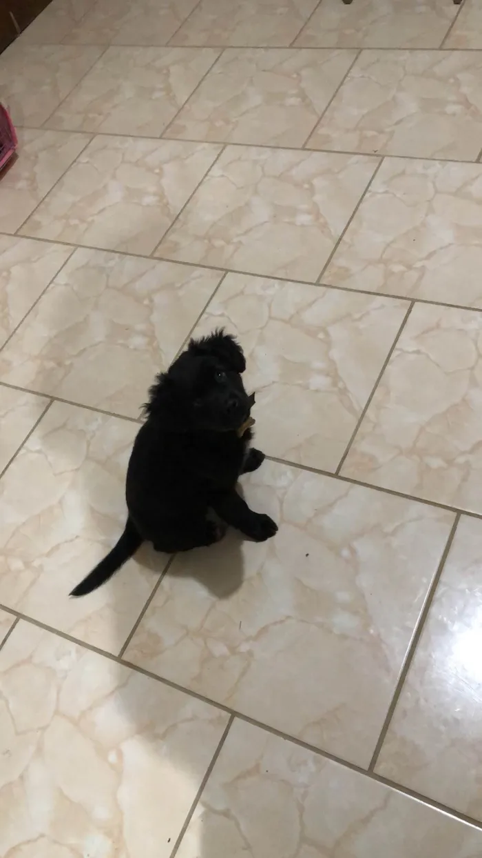 Cachorro ra a Labrador idade Abaixo de 2 meses nome Maya