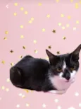 Linguiça linda gatinha 