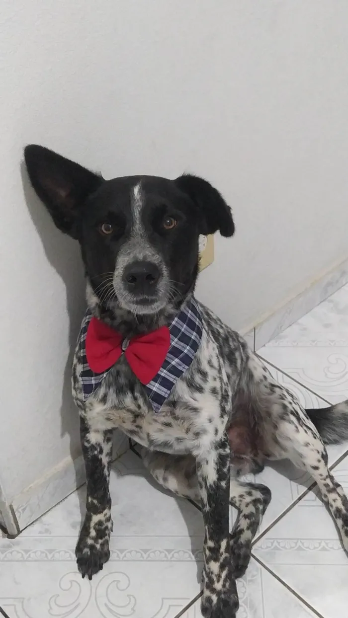 Cachorro ra a SRD-ViraLata idade 1 ano nome Dupi