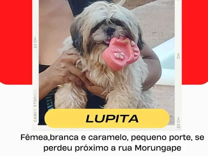 Cachorro ra a Shitzu idade 3 anos nome Lupita