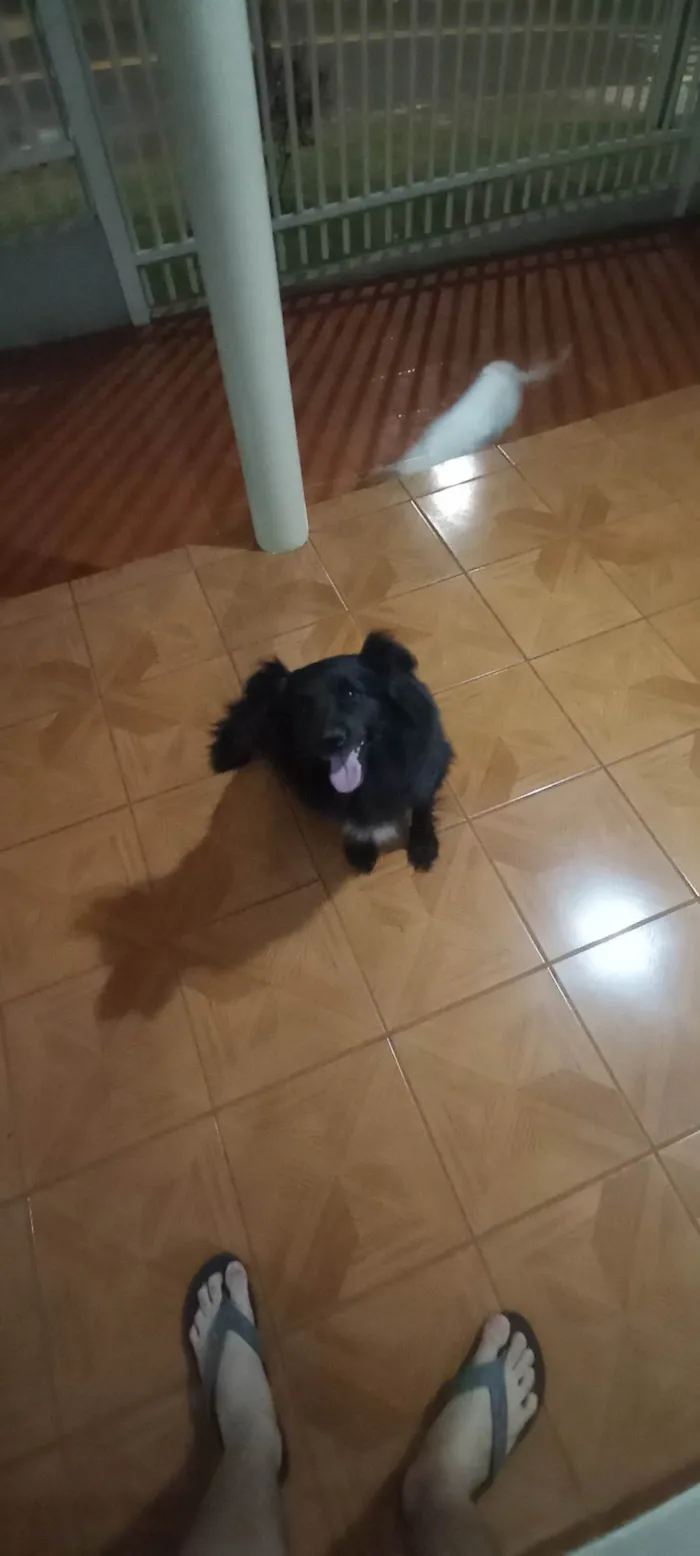 Cachorro ra a SRD-ViraLata idade 3 anos nome Gabriel Gomes