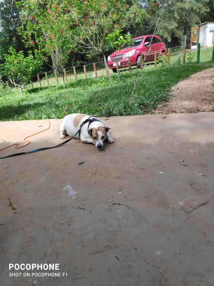 Cachorro ra a SRD-ViraLata idade 3 anos nome GRATIFICA - Bondoso
