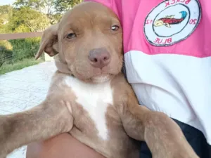 Cachorro raça Pitbull idade 2 a 6 meses nome Dora