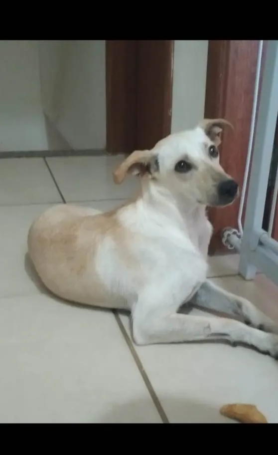 Cachorro ra a SRD-ViraLata idade 2 anos nome Lola maria 