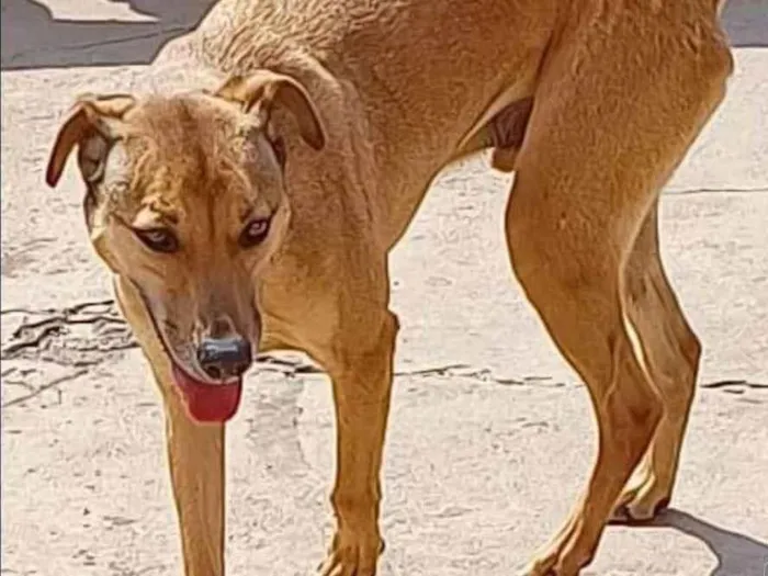 Cachorro ra a SRD-ViraLata idade 5 anos nome Luck Fofo