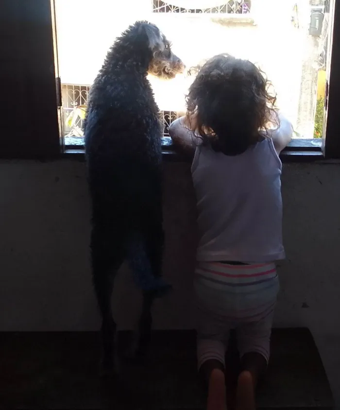 Cachorro ra a Rottweiler com poodle idade 2 a 6 meses nome Puma