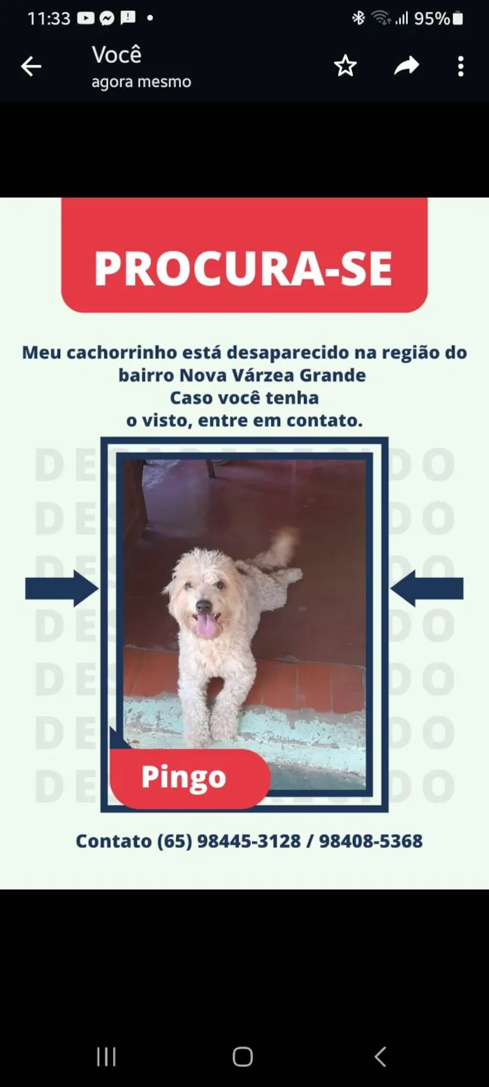 Cachorro ra a Mistura idade 2 anos nome Pingo
