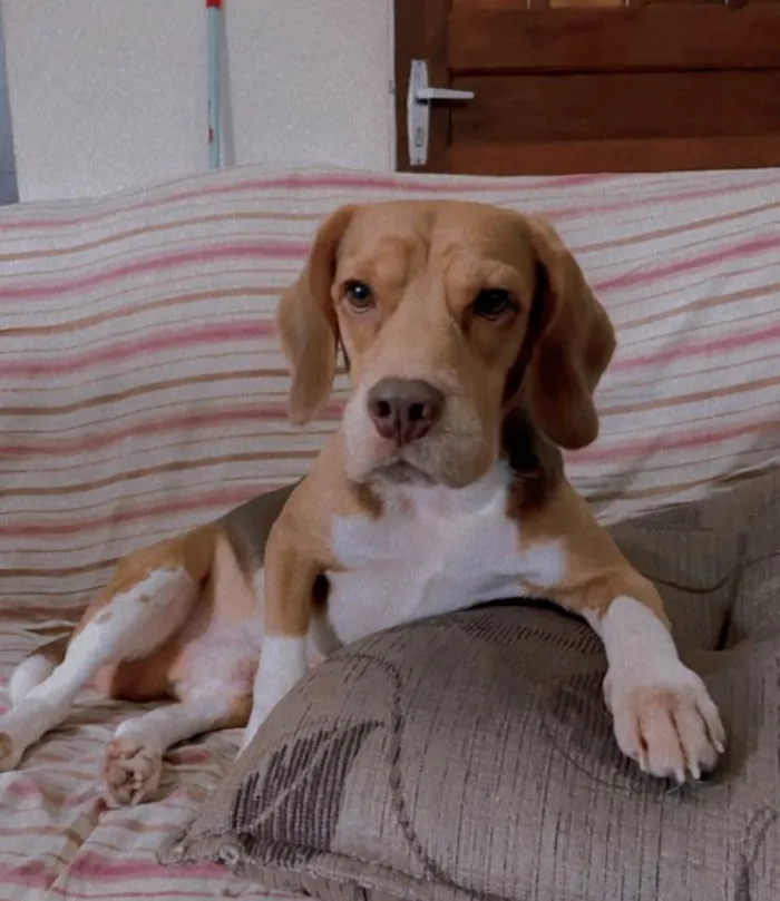 Cachorro ra a Beagle idade 6 ou mais anos nome Luck